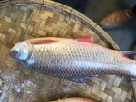 রুই মাছ ( ১.৫–২ কেজি)