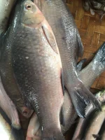 কালিবাউশ (৩.১–৪ কেজি) - Image 4