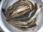 দেশি মাগুর মাছ - Image 2