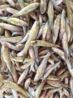 বেলে মাছ (মিডিয়াম ) - Image 3