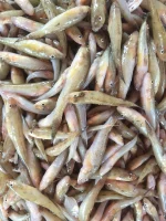 বেলে মাছ (ছোট)