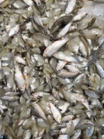 চান্দা মাছ - Image 2