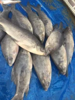 কালিবাউশ (৮০০গ্রাম –২ কেজি) - Image 3