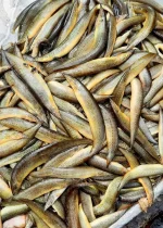 ছোট বাইম - Image 2
