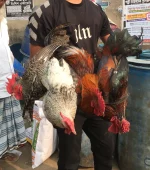 দেশি মুরগি