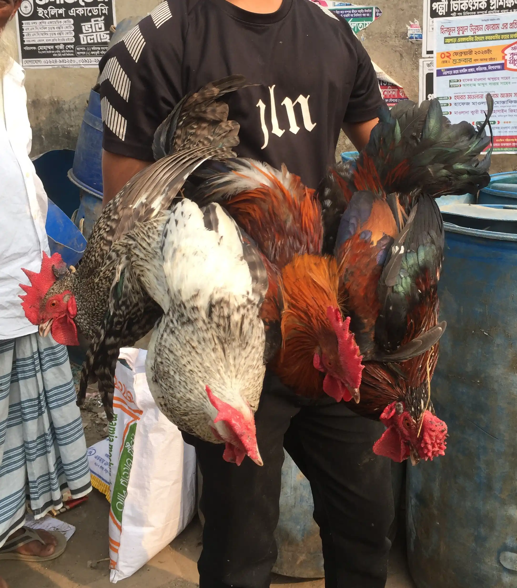 দেশি মুরগি