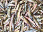 দেশি হাওরের গুতুম মাছ - Image 2
