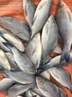 কালিবাউশ (৮০০গ্রাম –২ কেজি)