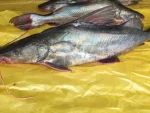 আঁইড় মাছ (২.১–৩ কেজি) - Image 4