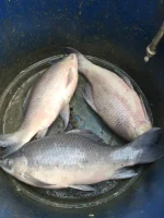 কালিবাউশ (৩.১–৪ কেজি)
