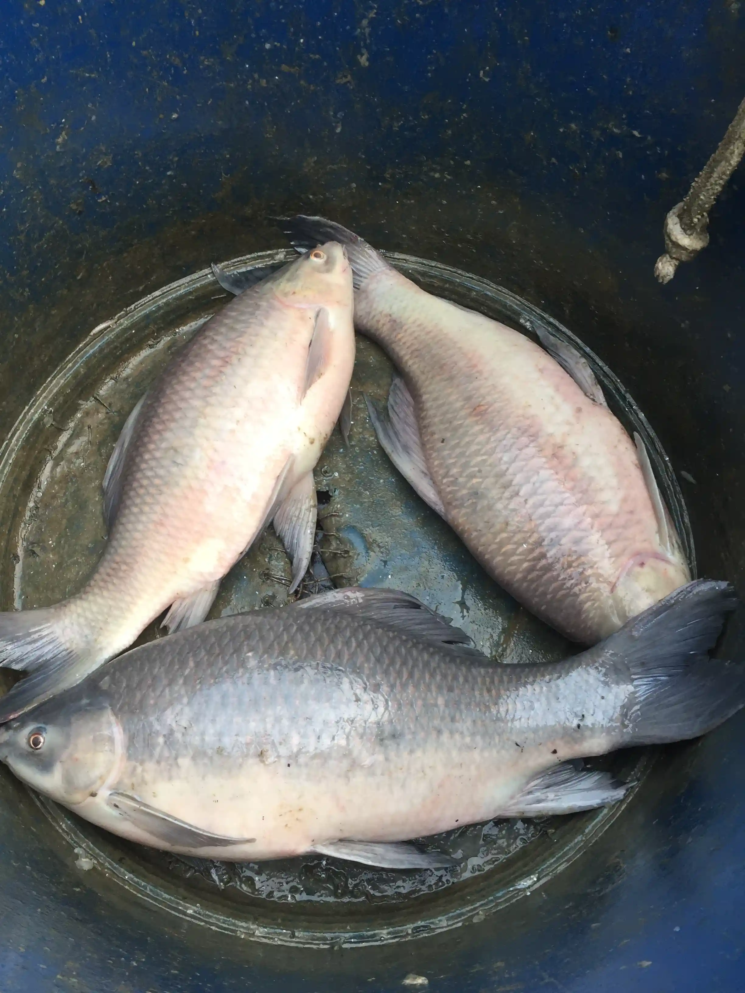 কালিবাউশ (৩.১–৪ কেজি)