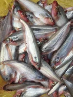 পাবদা মাছ