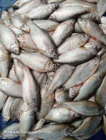 পুঁটি মাছ - Image 3