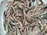 দেশি হাওরের গুতুম মাছ - Image 3