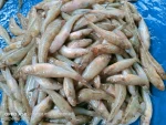 বেলে মাছ (ছোট) - Image 3