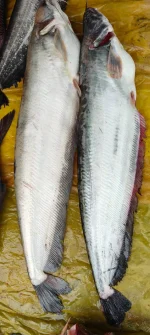 বোয়াল মাছ (২.১–৩.৫ কেজি)