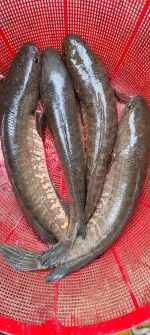 টাকি মাছ - Image 2