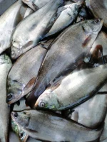 ফলি মাছ - Image 2