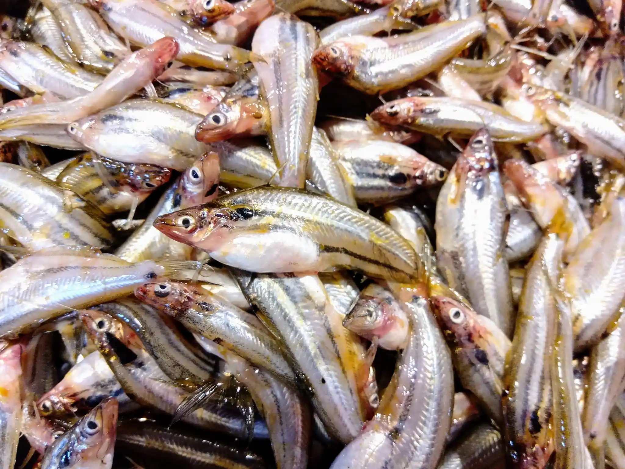 বাতাসী মাছ